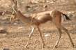 Antilope-Ranthambore-Inde