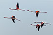 Camargue-Flamants-roses