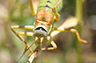 Cricket-Provence