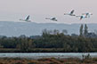 Cygnes-Etang-du-Vaccares