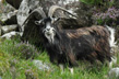 Goat-Irlande