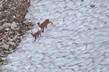 Isard-des-Pyrenees