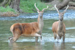 Jeunes-cerf-dans-les-Abbruzes