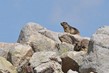 Marmotte-des-Pyrenees.