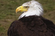 Profil-de-vautour