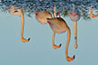 Reflets-Flamants-roses-Camargue