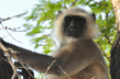 Singe-Ranthambore-Inde-1