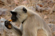 Singe-Ranthambore-Inde-2