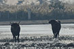 Taureaux-Camargue