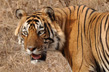 Tigre-Ranthambore-Inde