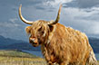Vache-ecossaise
