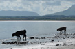 Vaches-sur-plage-d-irlande