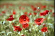 Coquelicots