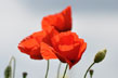 coquelicots2