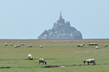 Moutons-du-Mont-Saint-Michel
