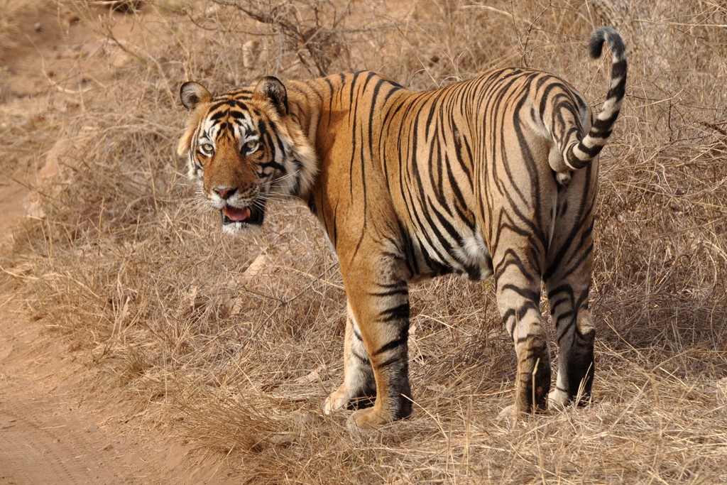 Tigre-Ranthambore-Inde